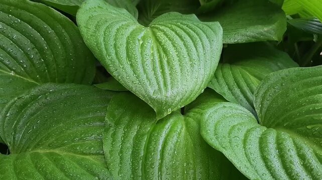 Macro video of water drops on large green hosta leaf after rain. Wet plant foliage texture and natural botanical eco background.