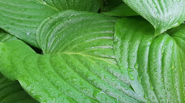 Macro video of water drops on large green hosta leaf after rain. Wet plant foliage texture and natural botanical eco background.
