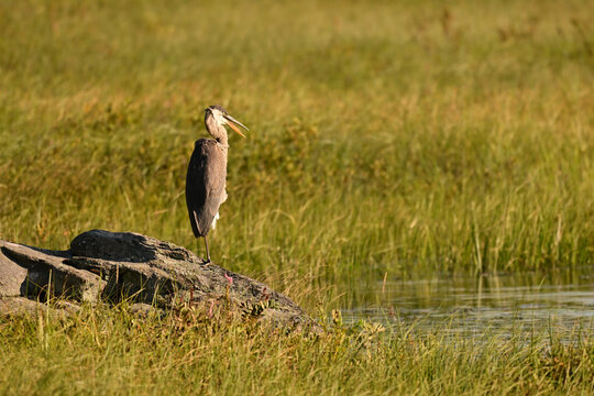 A Great Blue Heron stands perched on a rock at the edge or a river calling out 