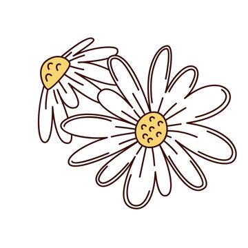 Chamomile flowers with white petals, yellow centers and curved outlines. Herbal tea, wellness and botanical designs use chamomile flowers, cartoon vector illustration.