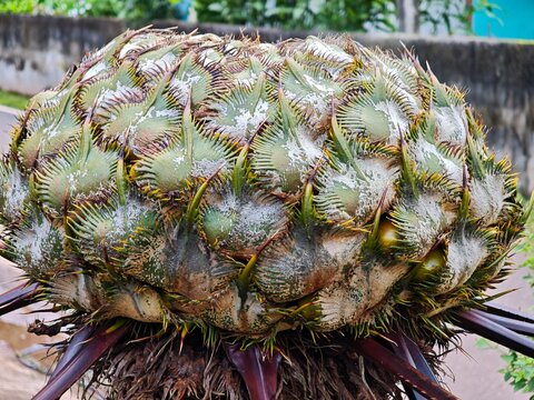 A Elephant Foot Cycad Thailand , Cycad elephantipes 