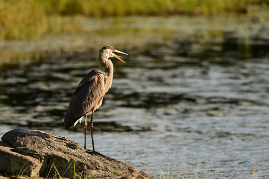 A Great Blue Heron stands at the edge or a river calling out 
