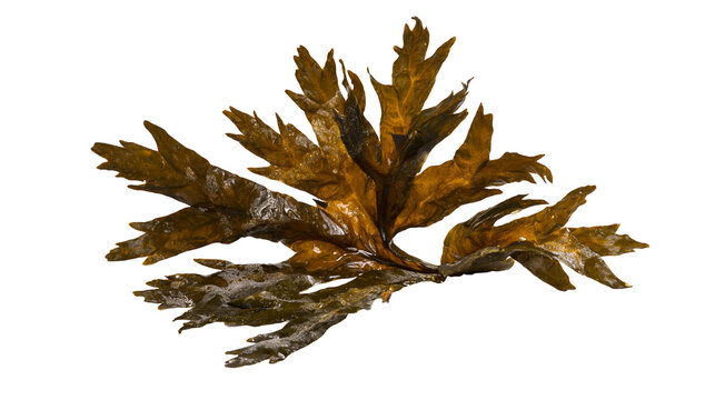 Brown seaweed with wavy fronds and textured surface