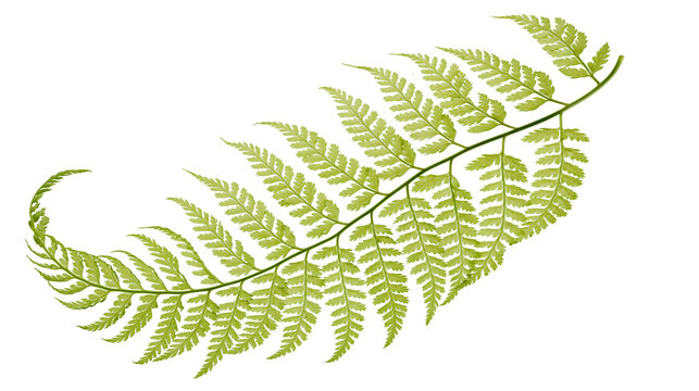 Green fern frond with delicate leaves and stem