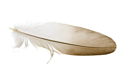Single delicate bird feather with soft white and brown tones © Otillie