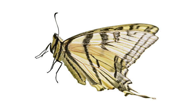 Yellow and black striped butterfly with delicate wings