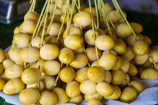 Close-up bunch of fresh yellow date palm fruits hanging on tree.