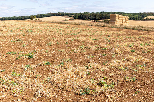 A failed crop of peas on the Cotswolds during the August 2026 drought near Snowshill, Gloucestershire, England UK.
