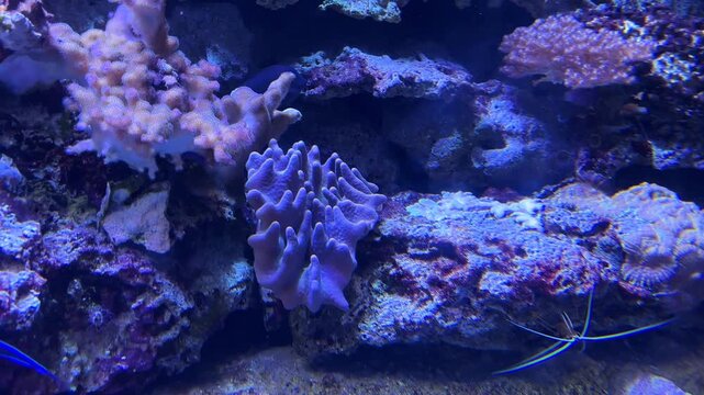 Lyretail anthias fish and skunk cleaner shrimp swimming around colorful coral formations in a blue aquarium tank at the Israel Aquarium in Jerusalem, Israel