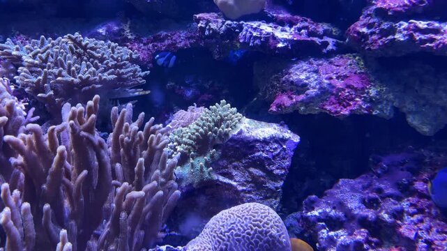 Yellowtail tang and lyretail anthias fish swimming among colorful coral formations in a blue aquarium tank at the Israel Aquarium in Jerusalem, Israel