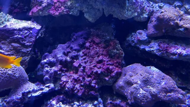 Lyretail anthias fish swimming near a rocky cave arch with colorful coral formations in a blue aquarium tank at the Israel Aquarium in Jerusalem, Israel