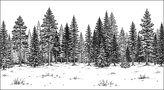 Hand drawn monochrome sketch of evergreen pine trees in dense forest woodland horizon landscape vector illustration background