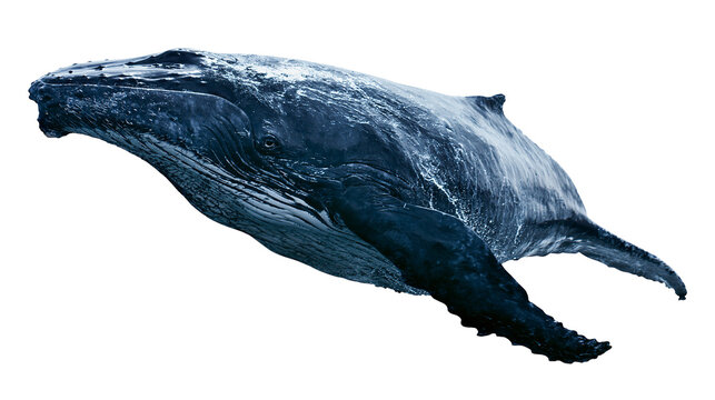 Humpback whale swimming detailed skin texture, dark blue marine mammal