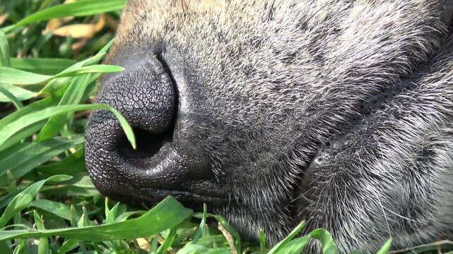 Istanbul, Turkey - 4th of March 2024: Extreme macro shot of a sleeping dog nose lying on green grass

