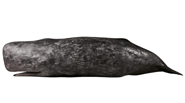 Sperm whale marine mammal with dark textured skin