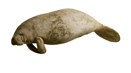Manatee marine mammal with wrinkled skin and flippers © Cressida