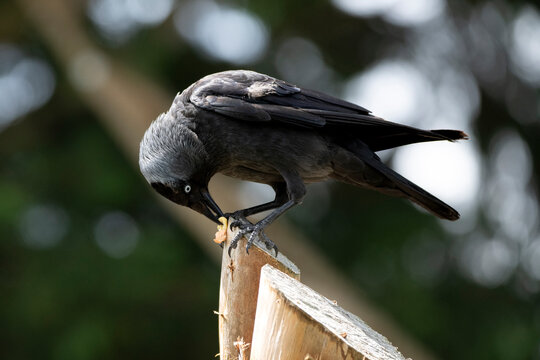 The Western Jackdaw (Coloeus monedula).