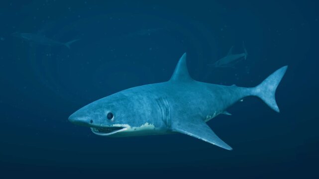 Great white shark