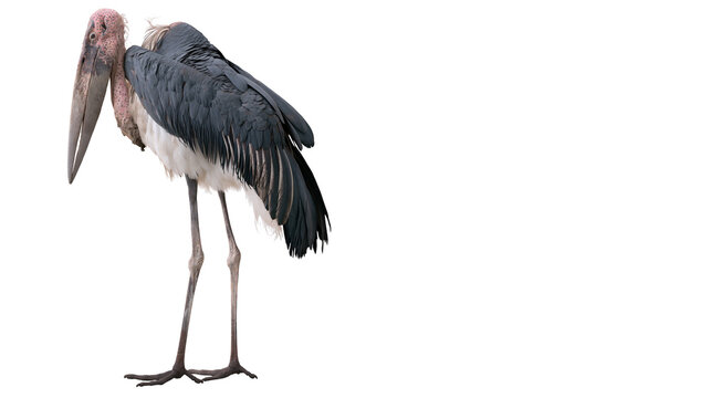 Marabou Stork with pink head and large beak