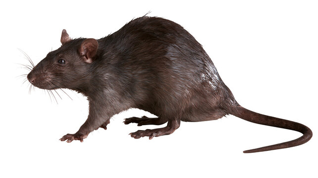 Dark brown rat with long tail walking on white