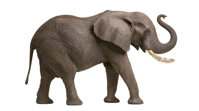 African elephant with large tusks and ears