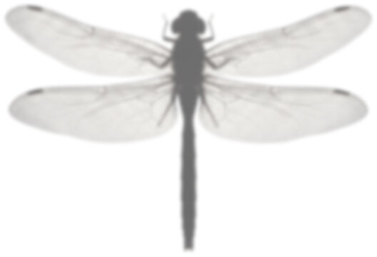 Detailed dragonfly insect silhouette on transparent background