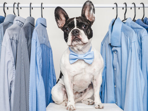 Charming French Bulldog wearing a bow tie sits in front of a rack of blue shirts. Symbolizes pet fashion, formal style, and elegance. Ideal for content related to pet apparel, humor, and lifestyle