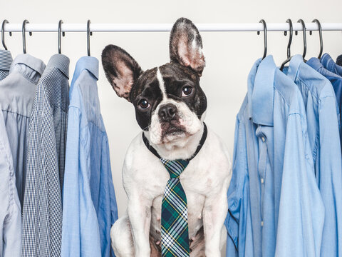 Charming French Bulldog wearing a tie sits in front of a rack of blue shirts. Symbolizes pet fashion, formal style, and elegance. Ideal for content related to pet apparel, humor, and lifestyle