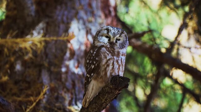 Small owl perches on a mossy branch in a dense forest. Sunlight filters softly through the green canopy around it. The owl's feathers are mottled gray and white, blending with tree bark