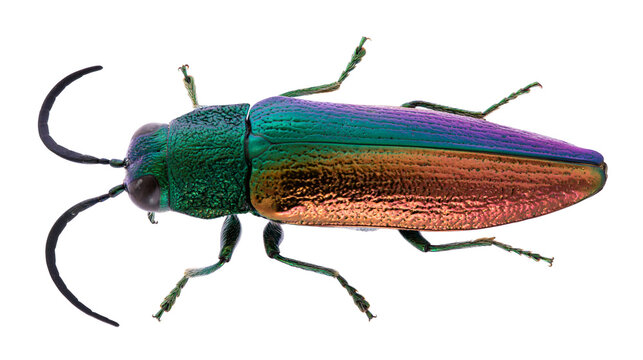 Iridescent metallic jewel beetle with vibrant green and copper elytra