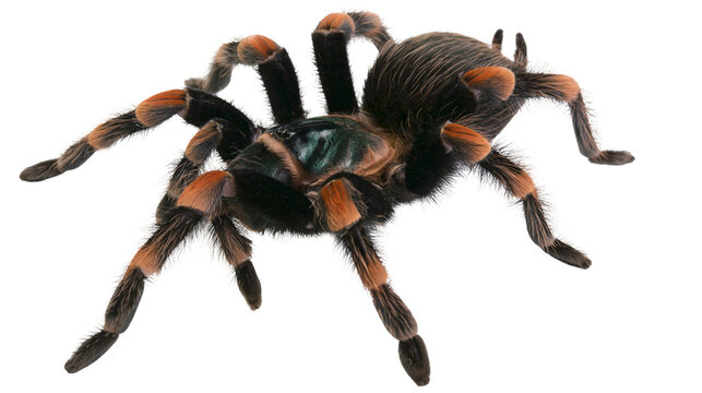 Mexican redknee tarantula spider with orange leg bands