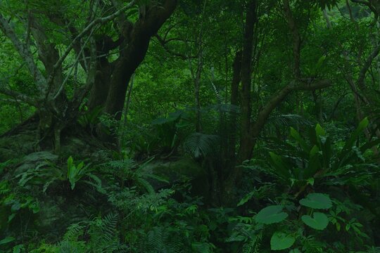 Dark tropical plant backdrop. Green rainforest. Tropical nature background of Taroko National Park in Taiwan.