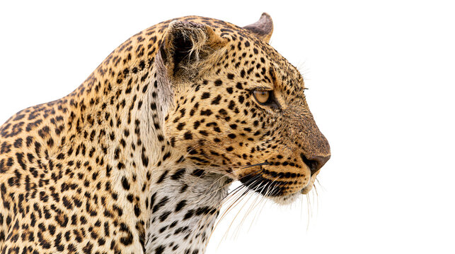 Leopard head profile with spotted fur and whiskers
