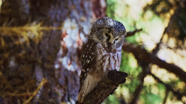 Spotted owl perches calmly on a mossy tree branch. Sunlight filters through forest canopy behind it. The owl's feathers blend with bark texture. This footage captures nature's quiet wilderness