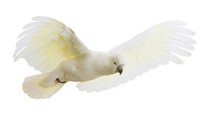 White cockatoo bird with spread wings flying © Isadora