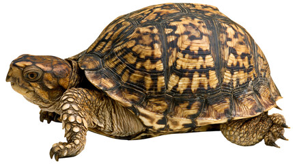 Obraz premium Eastern Box Turtle with patterned shell and scaly skin