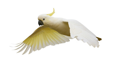 Sulphur-crested cockatoo in flight, white bird with yellow crest and wings © Isadora
