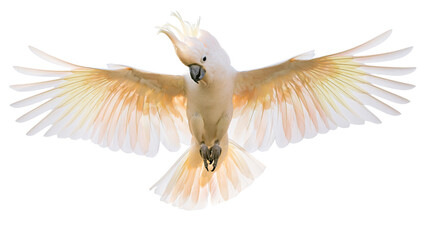 Salmon Crested Cockatoo in flight, wings spread wide © Isadora