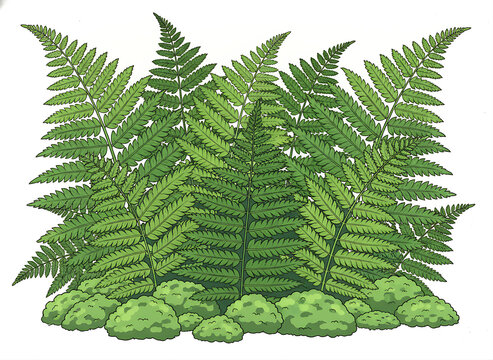 Lush green fern fronds and moss vector illustration isolated on white background