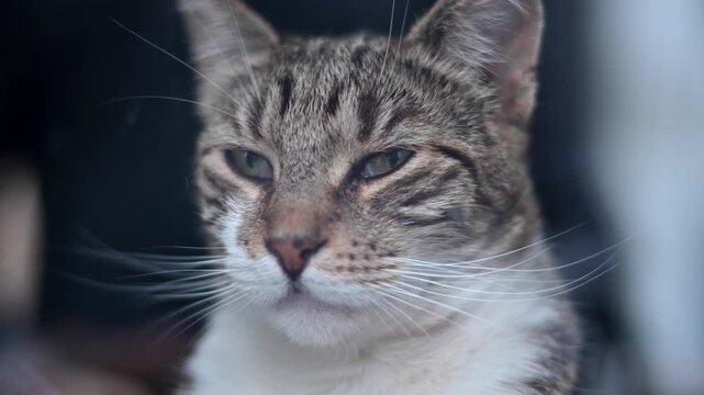 Close up portrait of a domestic tabby cat with green eyes watching surroundings in winter time.