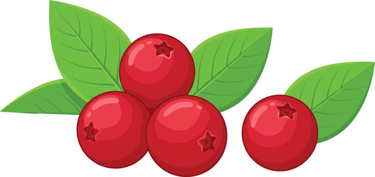 Fresh red cranberries with green leaves organic forest berries cartoon vector detailed illustration element isolated on plain white background