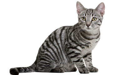 Tabby cat sitting with striped fur and yellow eyes © Lyra