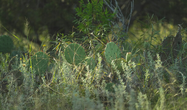 Prickly pear cactus growing among native Texas brush and wildflowers