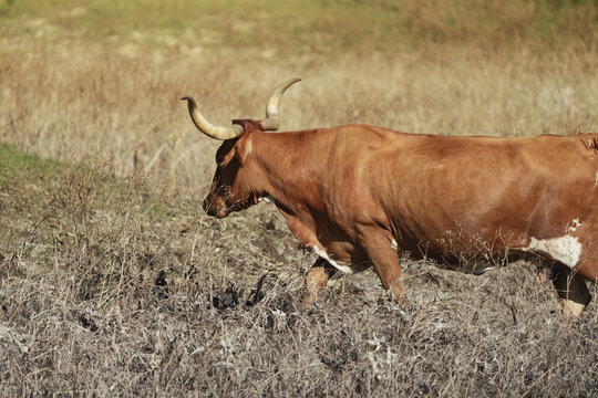 Texas Longhorn cow walking through a dry field on a farm