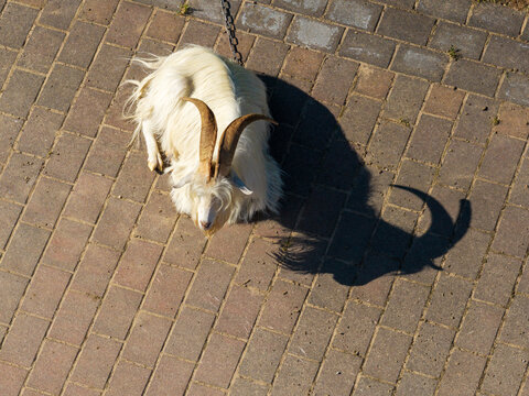 Aerial view of a white goat with long hair and horns resting on a paved surface in Anyksciai District Municipality, Utena County, Lithuania.
