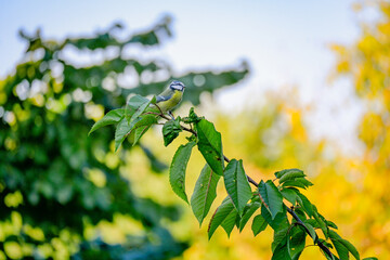 Blue Tit Perched on a Leafy Branch © Delia_Suvari