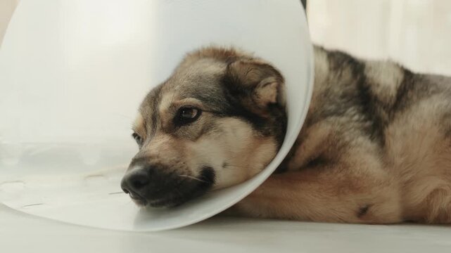 Pet dog rests comfortably in a protective cone on the floor near a sunny window.