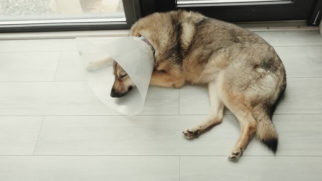 Calm domestic dog wearing a cone rests on the floor in natural light by a window.