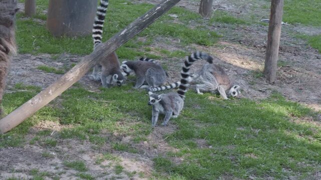 a group of cute lemurs with their characteristic long, striped tails and large, bulging eyes ringed with black