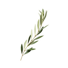 Fototapeta premium A delicate branch of elongated, silvery-green olive leaves with subtle waxy textures, gracefully curved on a transparent studio background, conveying serene natural purity